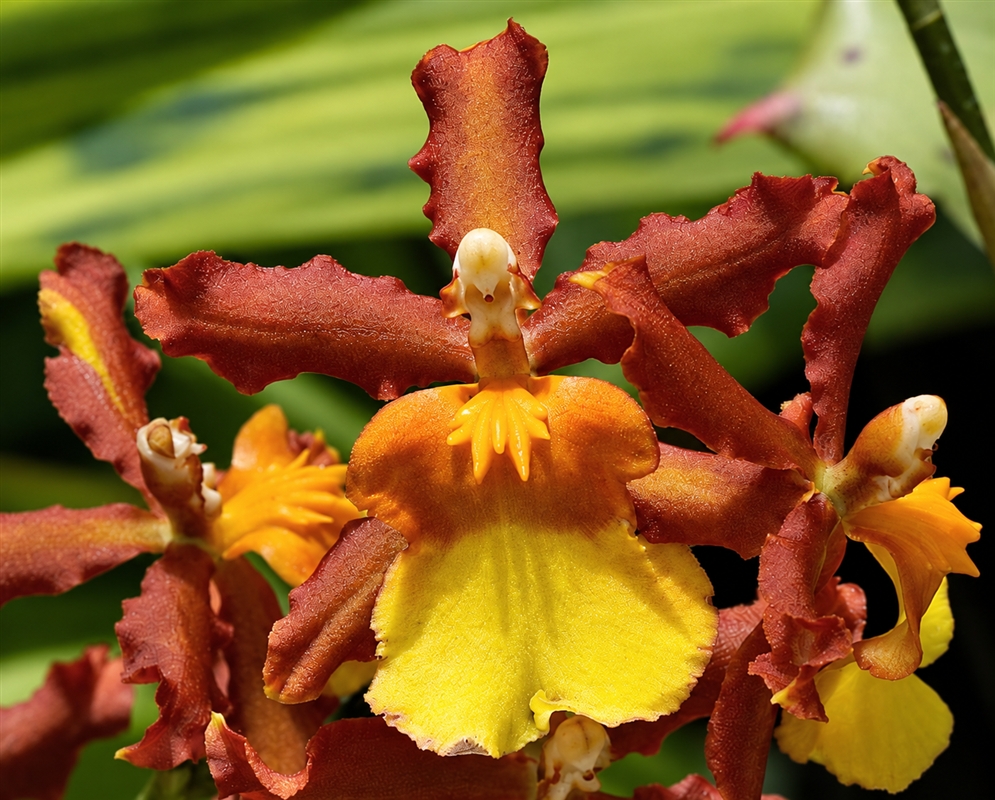 Oncostele Catatante 'Orange Kiss' has a brown orange orchid with yellow lip