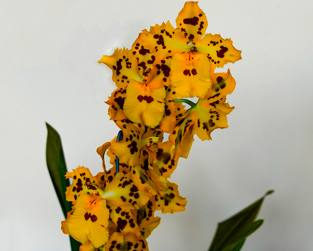Odontocidium yellow flowers with brown markings