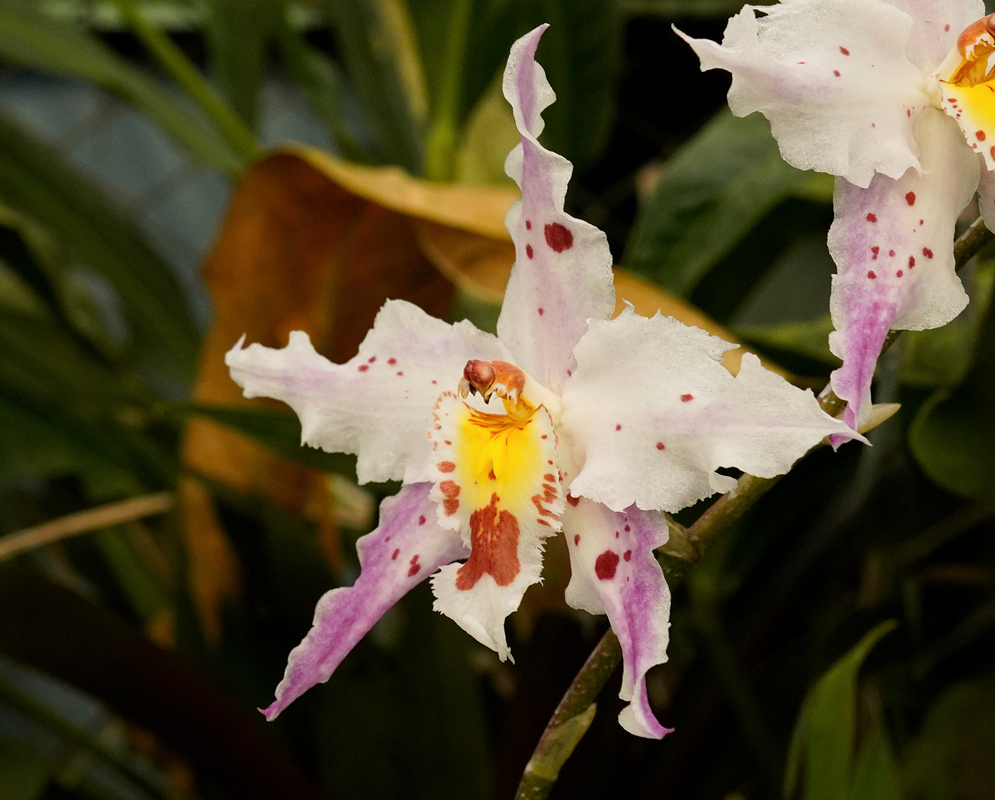 White and pale pink Odontoglossum crispum flowers have ruffled edges, purple spots, and yellow-orange centres