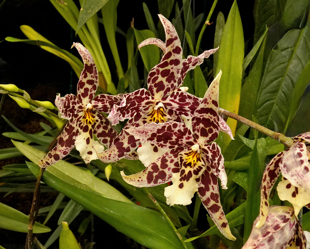 Cream-yellow Odontoglossum crocidipterum flowers spread pointed segments densely blotched reddish-brown around pale lips