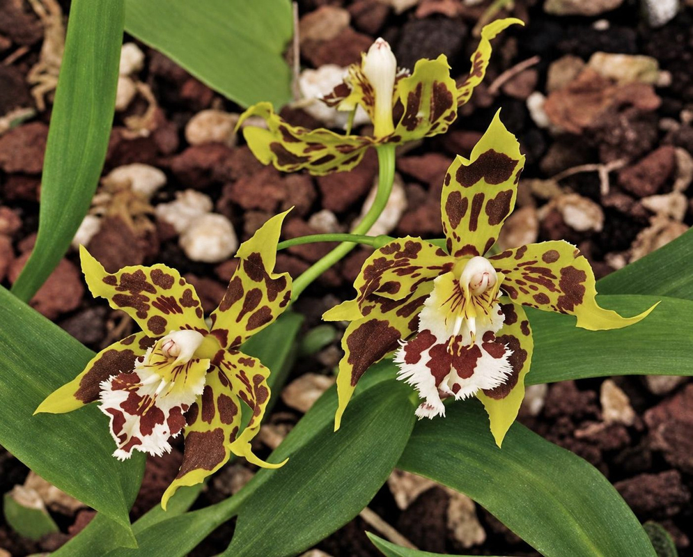 Yellow-green Odontoglossum hallii flowers have reddish-brown blotches and broad white lips with dark markings