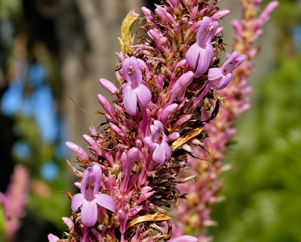 Odontonema callistachyum Dense Pale Pink Flower Spike Odontonema callistachyum has a dense upright spike of pale pink tubular flowers