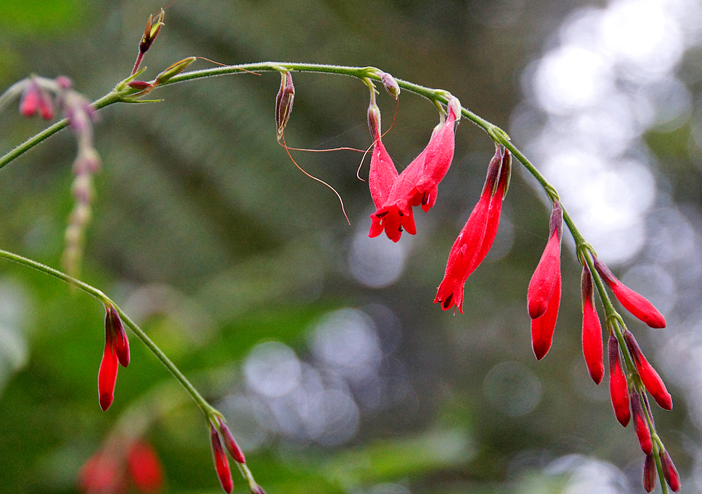 A drooping Odontonema fuchsioides inflorescence with red flowers and purplish sepals