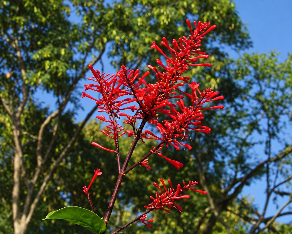 Bright red Odontonema strictum tubular flowers rise in branching spikes against a blue sky