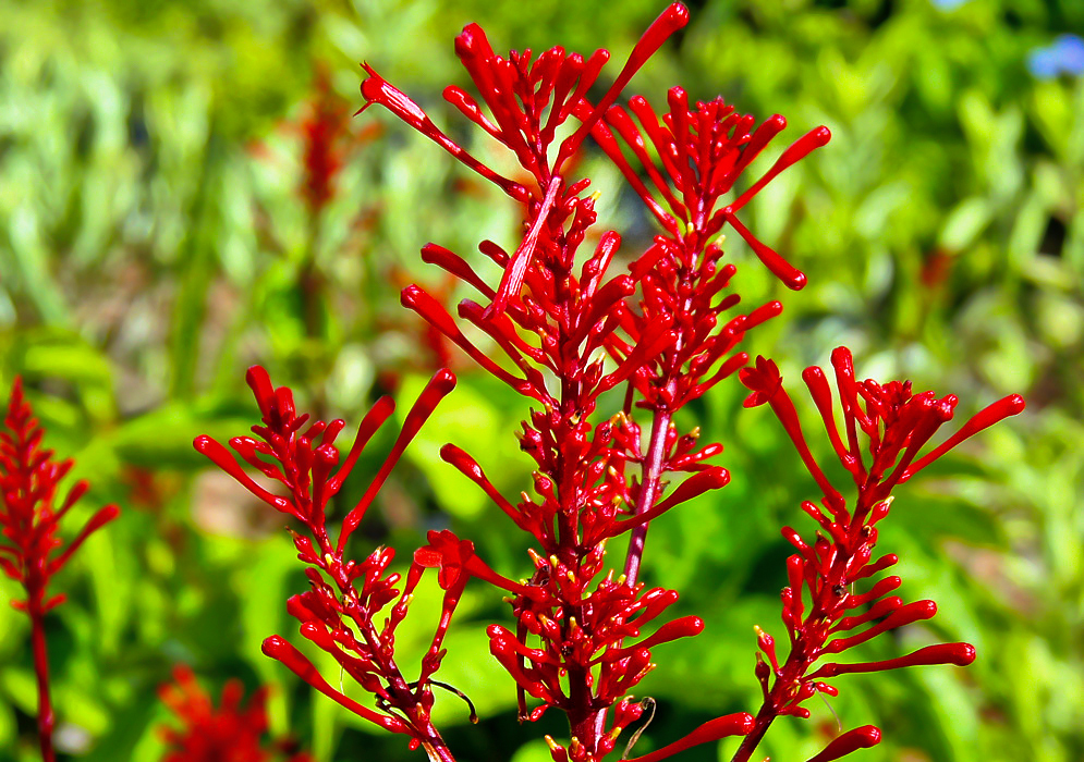 Odontonema tubaeforme flower spikes with brilliant red flowers in sunlight