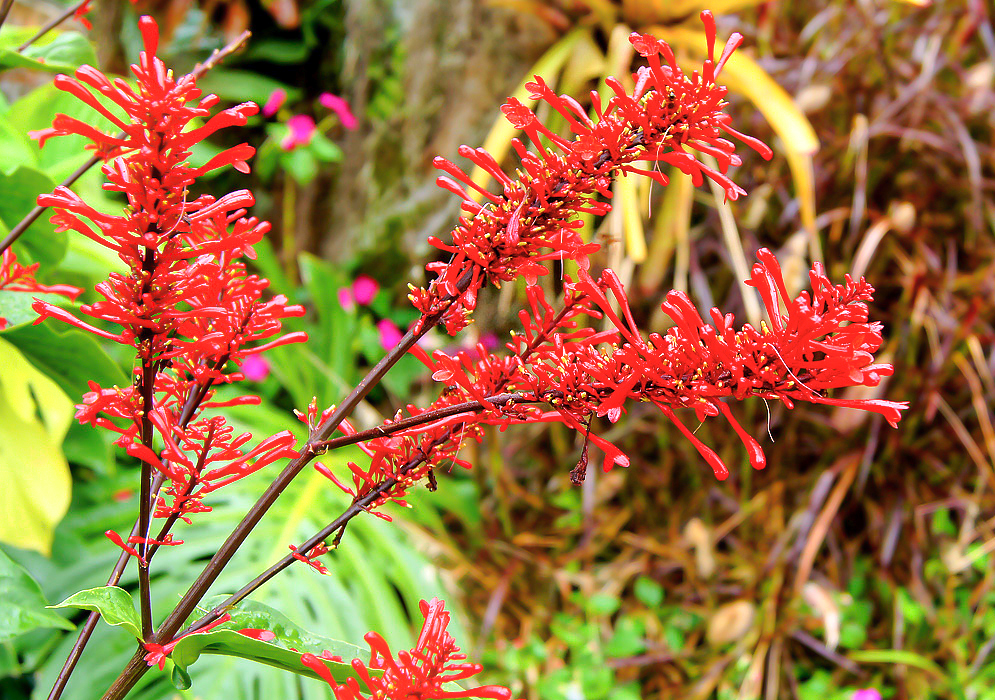 Purplish-black Odontonema tubaeforme stalk with glossy red flowers in sunlight