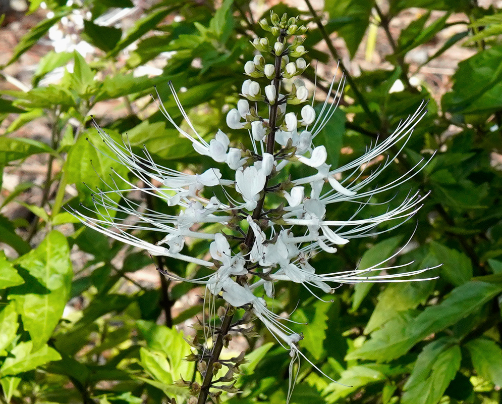 Small white Odontonema strictum hybrid flowers carry long fine projecting filaments along an upright stalk