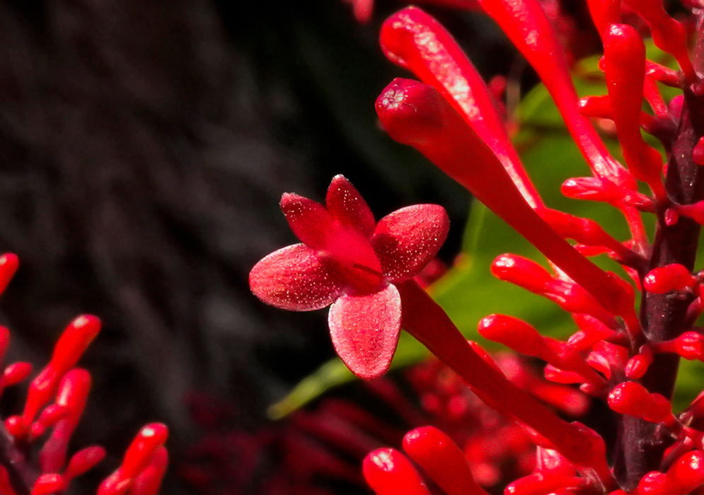 Purplish-black Odontonema tubaeforme stalk with glossy red flowers under blue sky