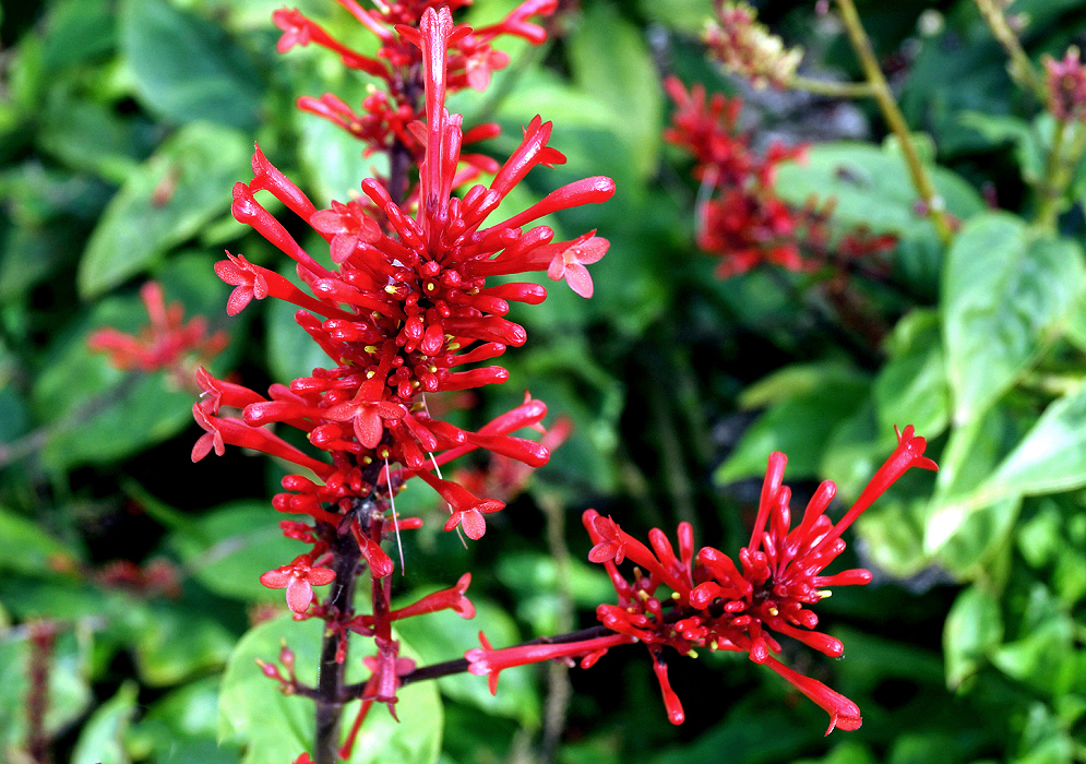 Glossy bright red Odontonema tubaeforme flowers