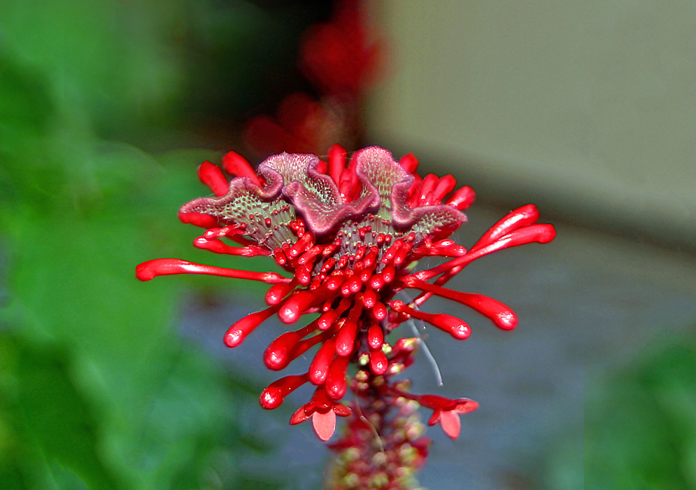 Odontonema tubaeforme inflorescence with red flowers and a disease growth on top of the inflorescence