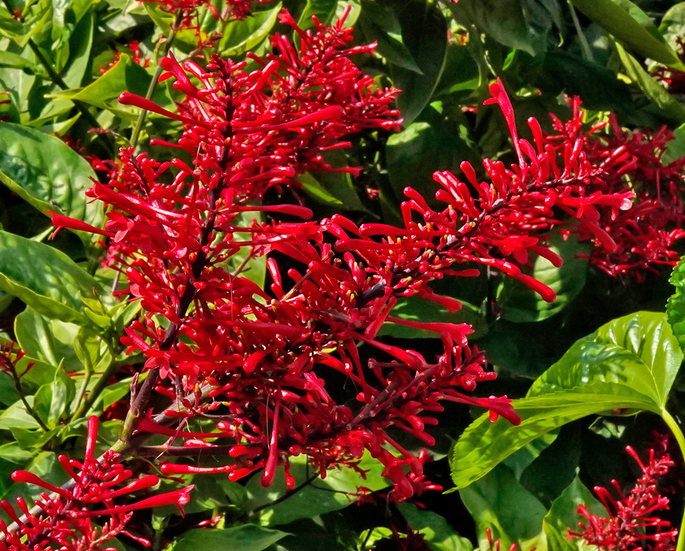Odontonema tubaeforme inflorescence with red flowers on the top and spent white pistals and sepals below