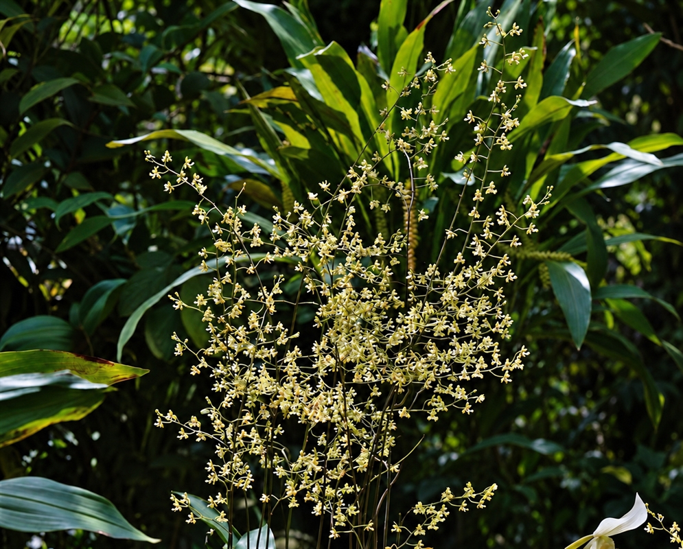 Oeceoclades cordylinophylla has a branching flower spray among leaves