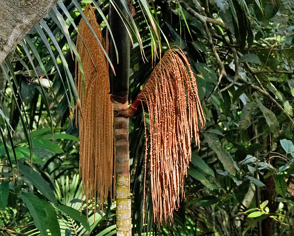 Long reddish-brown Oenocarpus mapora inflorescences hang in fine branching curtains beneath feather-like fronds