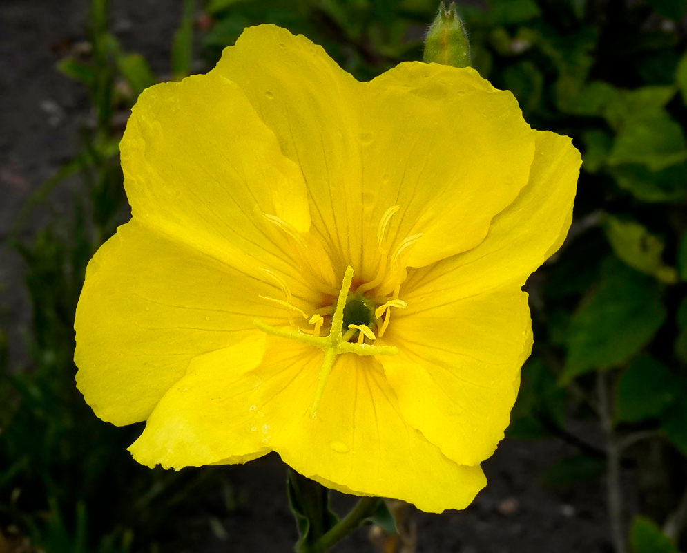 A Yellow Oenothera biennis flower with a cross-shaped stigma
