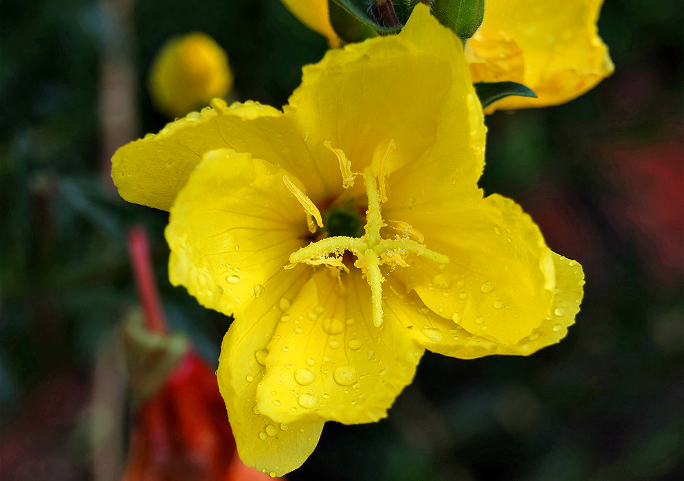 A Yellow Oenothera biennis flower with a green throat covered in raindrop in sunlight