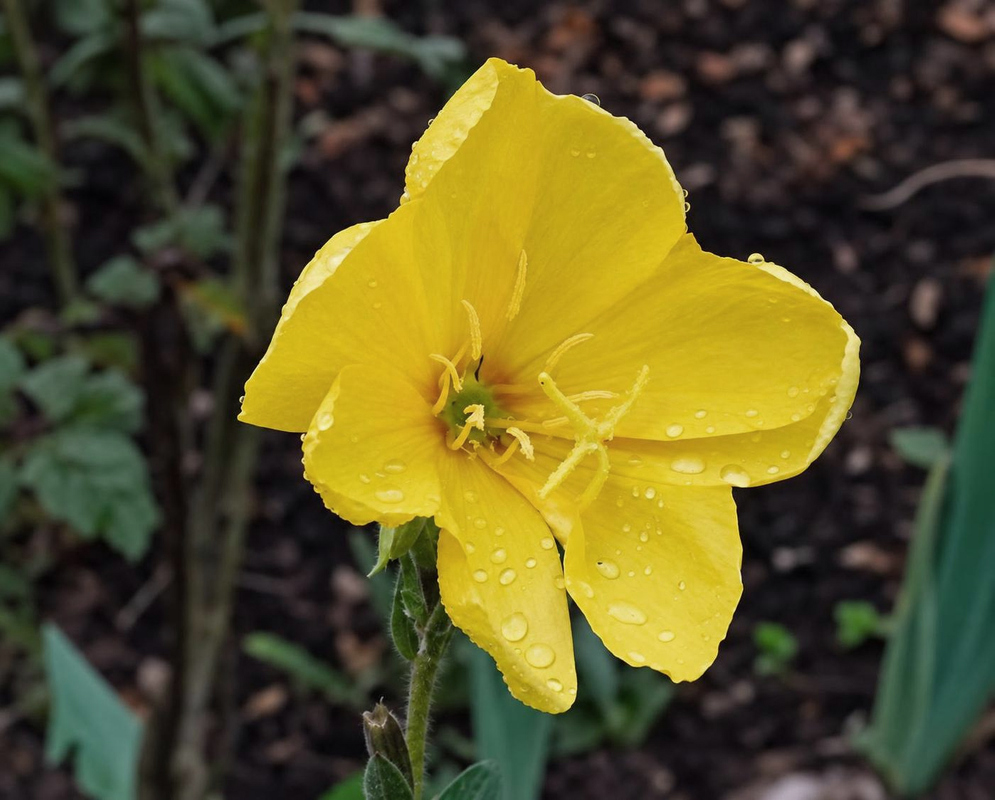 Oenothera biennis Flower Details Oenothera biennis has a yellow flower with water droplets