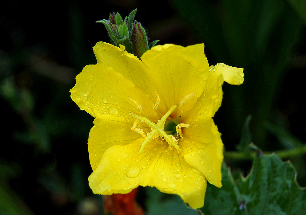 A Yellow Oenothera biennis flower with a cross-shaped stigma covered in raindrop in sunlight