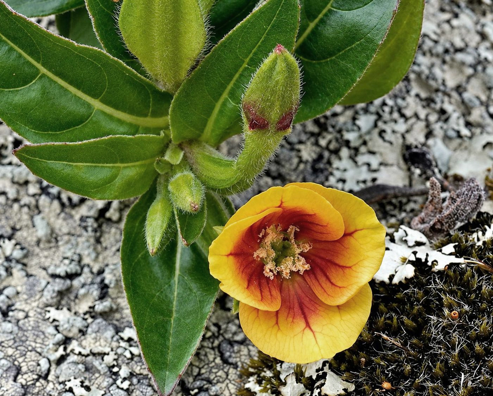A yellow Oenothera epilobiifolia flower has a deep red-orange centre beside hairy green buds