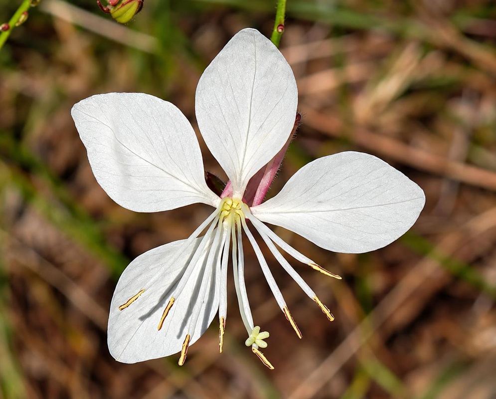 Four white Oenothera lindheimeri petals spread above long slender white stamens with pale yellow anthers