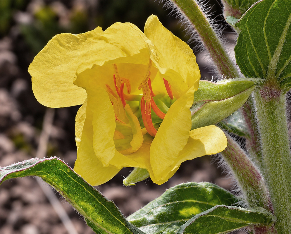 Oenothera multicaulis has a yellow flower on hairy stem