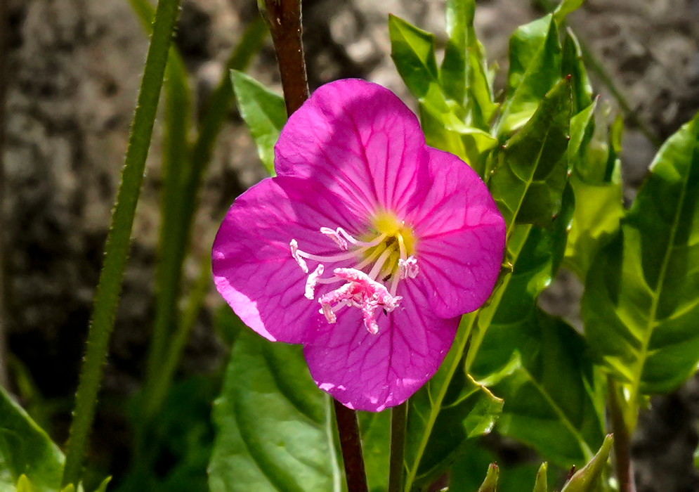 Pink Oenothera rosea flower with a yellow center and white stamens