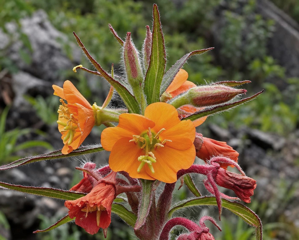 Oenothera versicolor has orange flowers and red buds