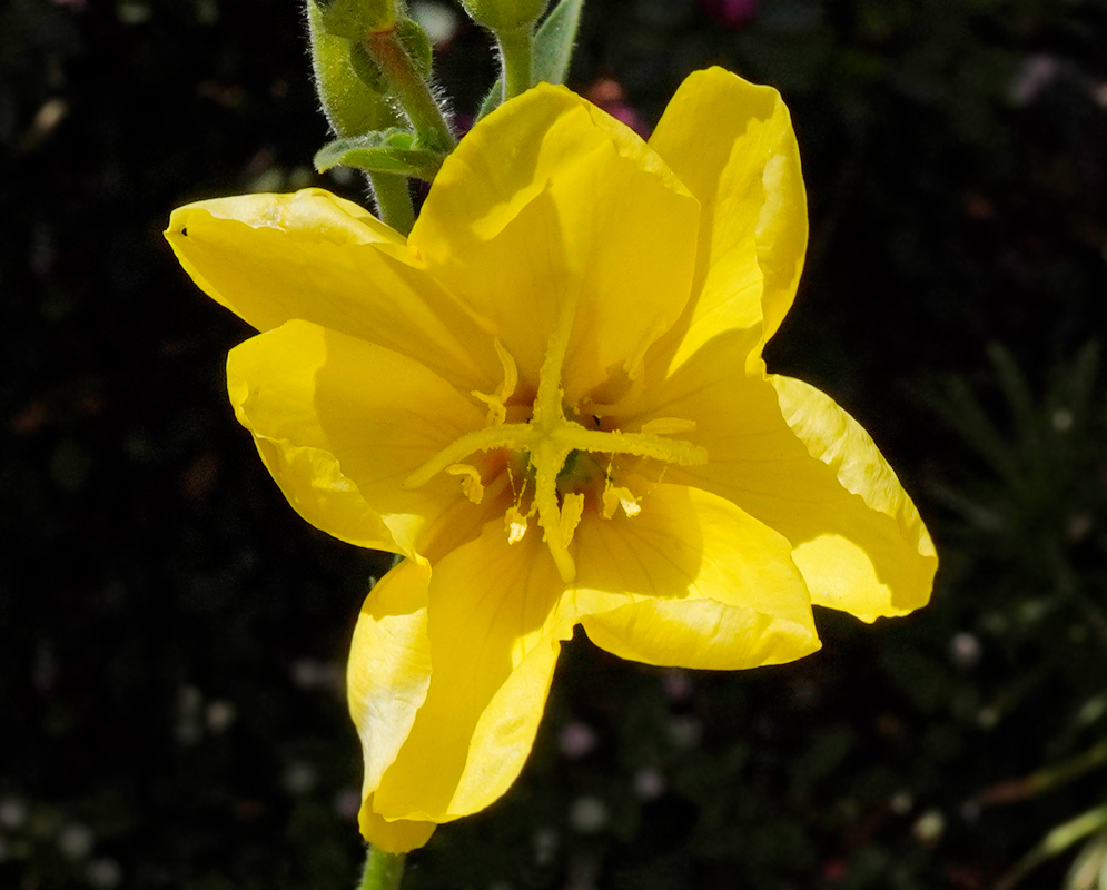 Oenothera biennis flower stem with yellow flowers