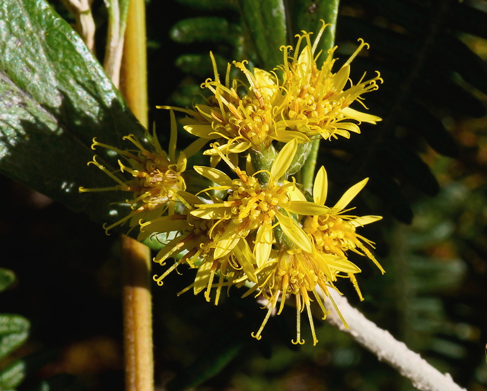 Oligactis plant habit and foliage