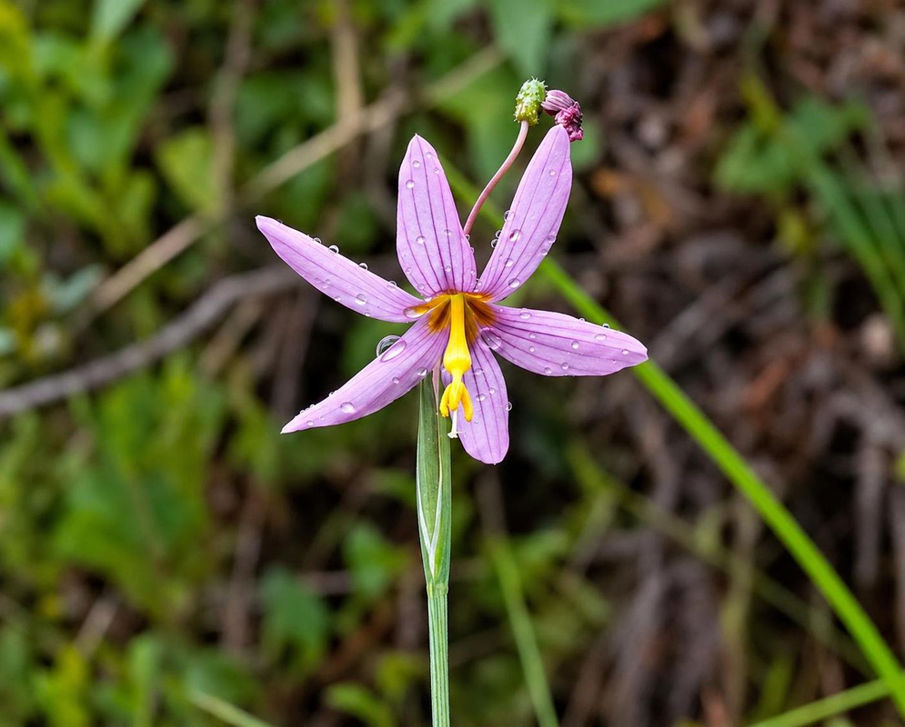 Six violet-pink Olsynium junceum segments spread around a yellow centre on a slender green stem
