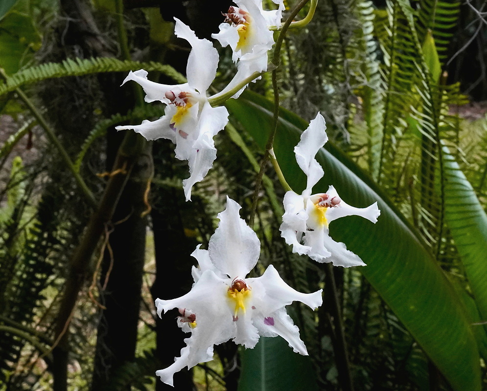 Oncidium alexandrae white flowers