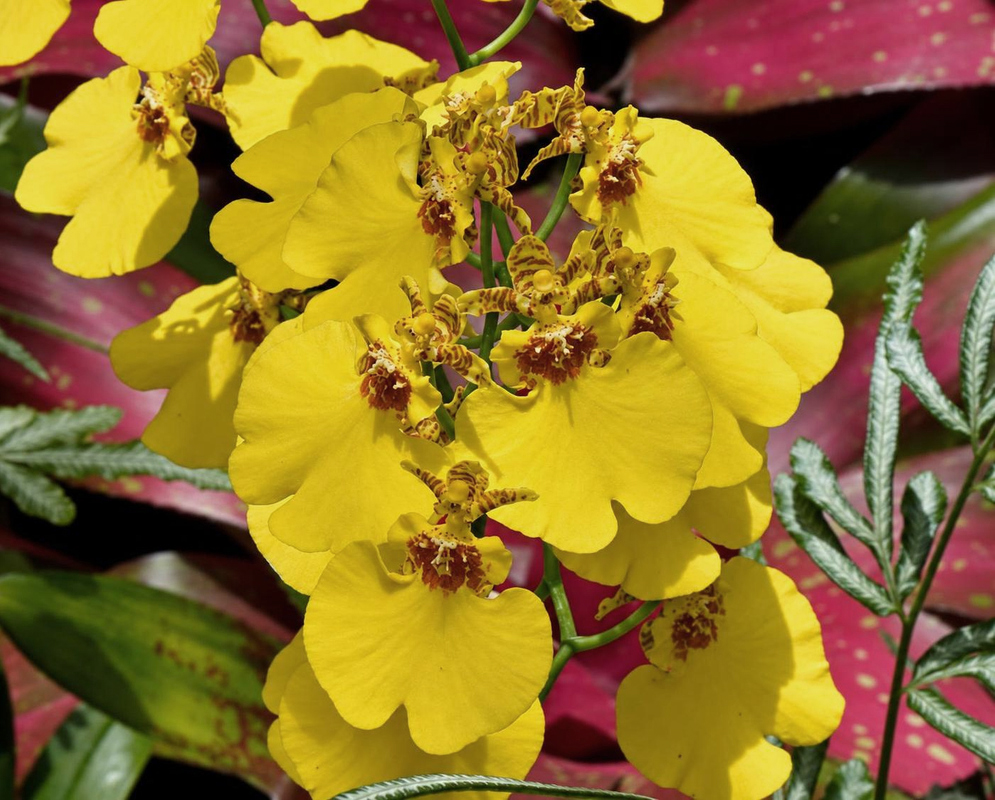 Oncidium Aloha Iwanaga has a yellow orchid spray against red leaf