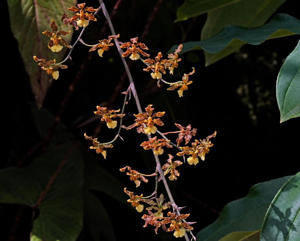 Oncidium altissimum has arching spray of orange brown flowers