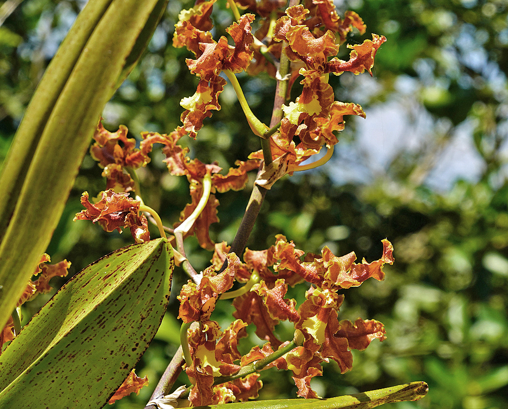Oncidium anthocrene Flowers Oncidium anthocrene orange and yellow flowers