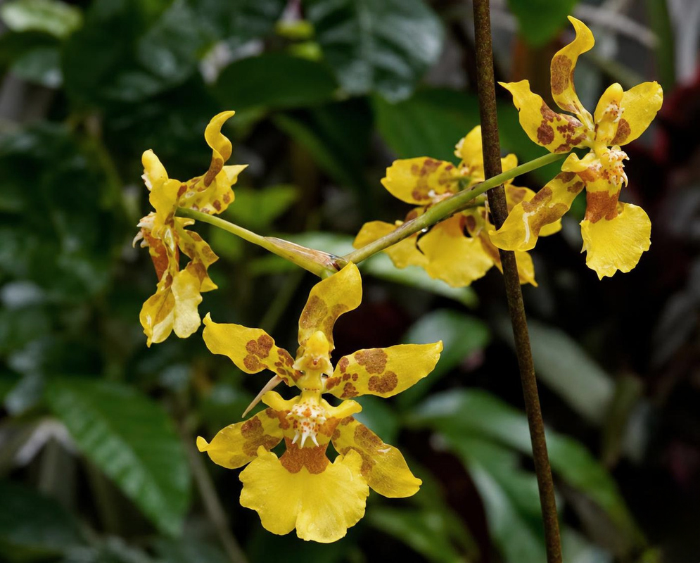 Oncidium baueri has a yellow orchid with curled petals