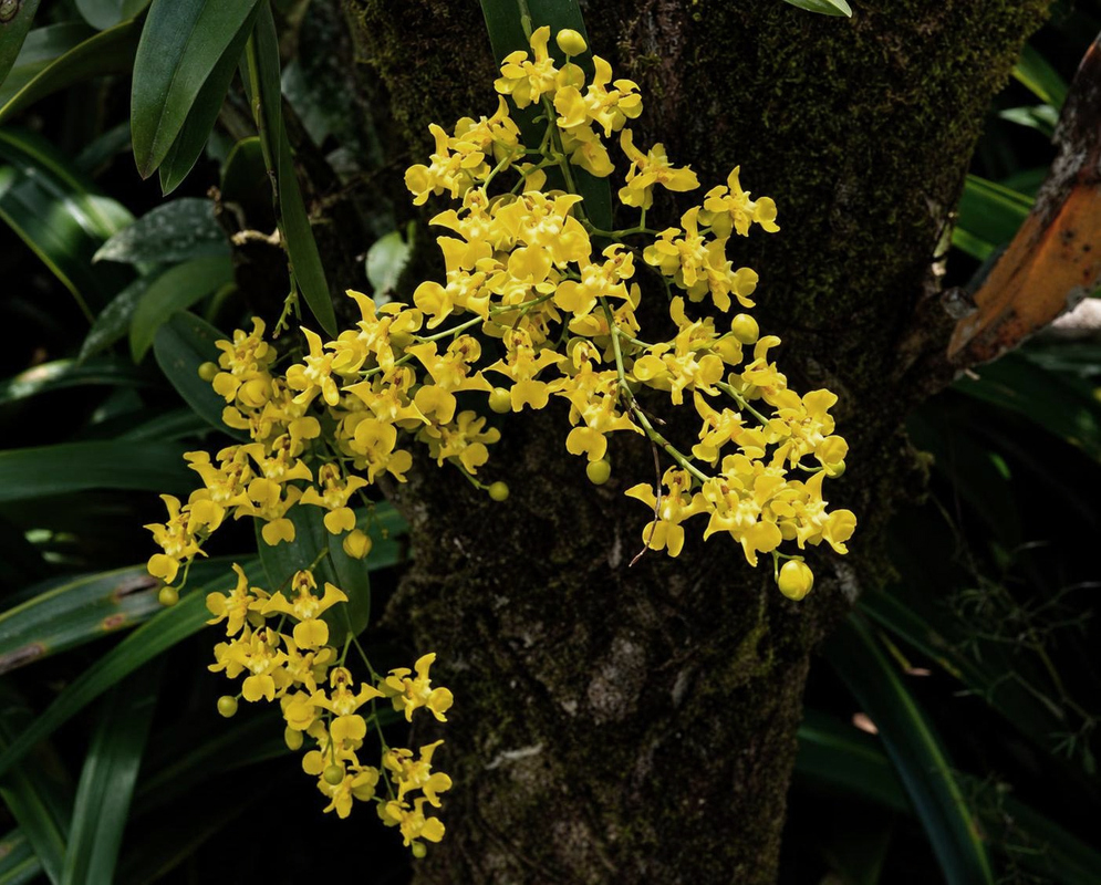 Oncidium cheirophorum has a yellow orchid spray beside tree trunk