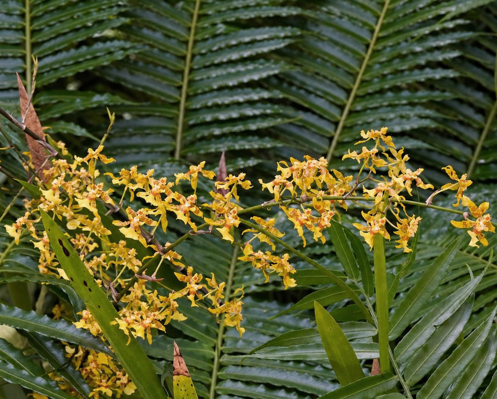 Oncidium ensatum has a yellow orchid spray against fern fronds