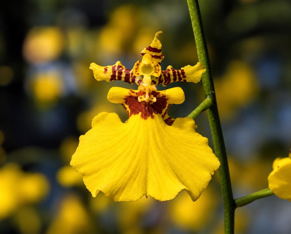 Oncidium Goldiana has a yellow orchid with broad pleated lip