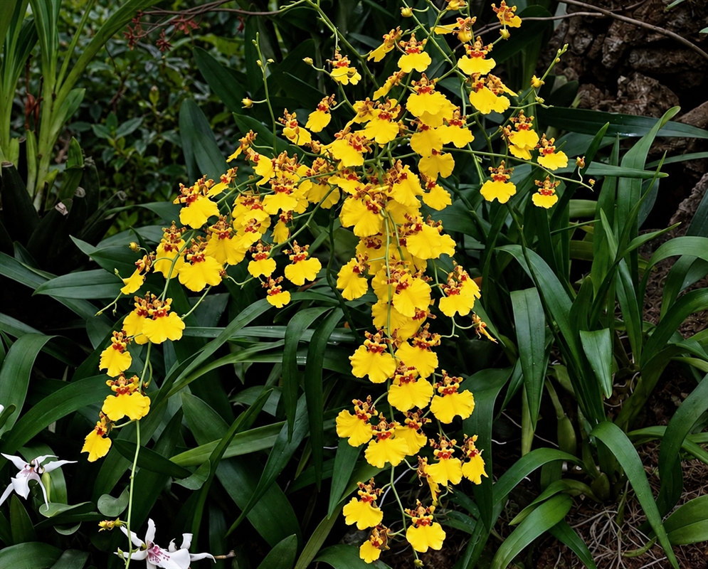 Oncidium Gower Ramsey Flower Details Oncidium Gower Ramsey has a dense yellow orchid spray