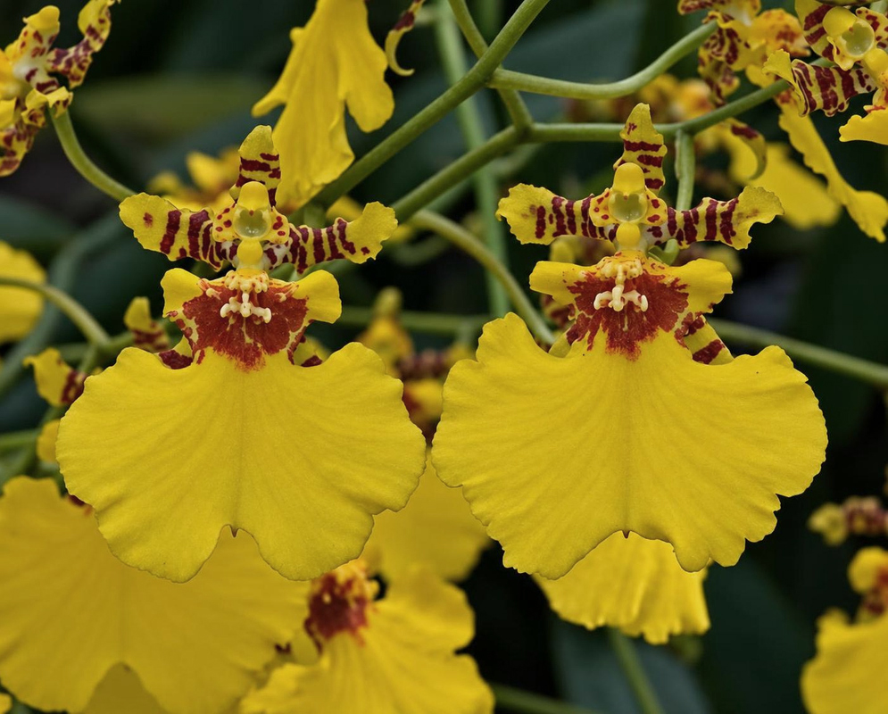 Oncidium Gower Ramsey Flower Details Oncidium Gower Ramsey has a yellow orchid pair with brown markings