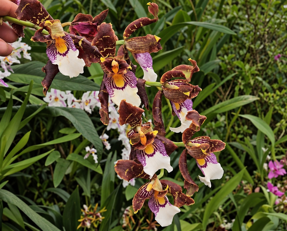 Oncidium harryanum has a brown orchid spray with white lips
