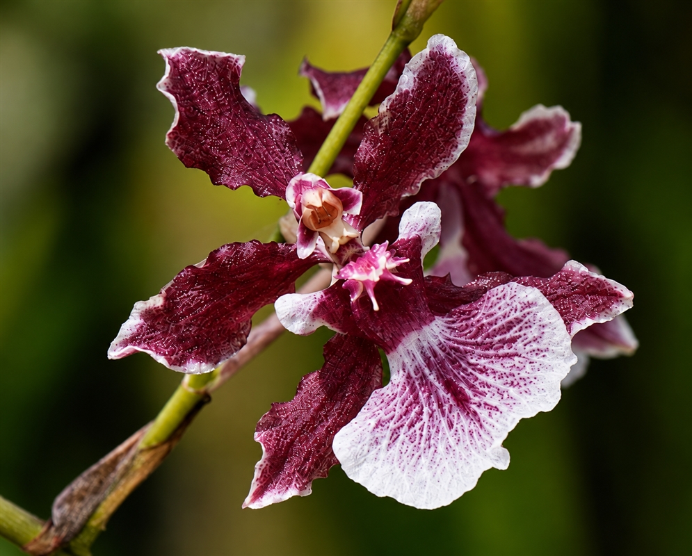 Oncidium Sharry Baby has a burgundy orchid with speckled lip