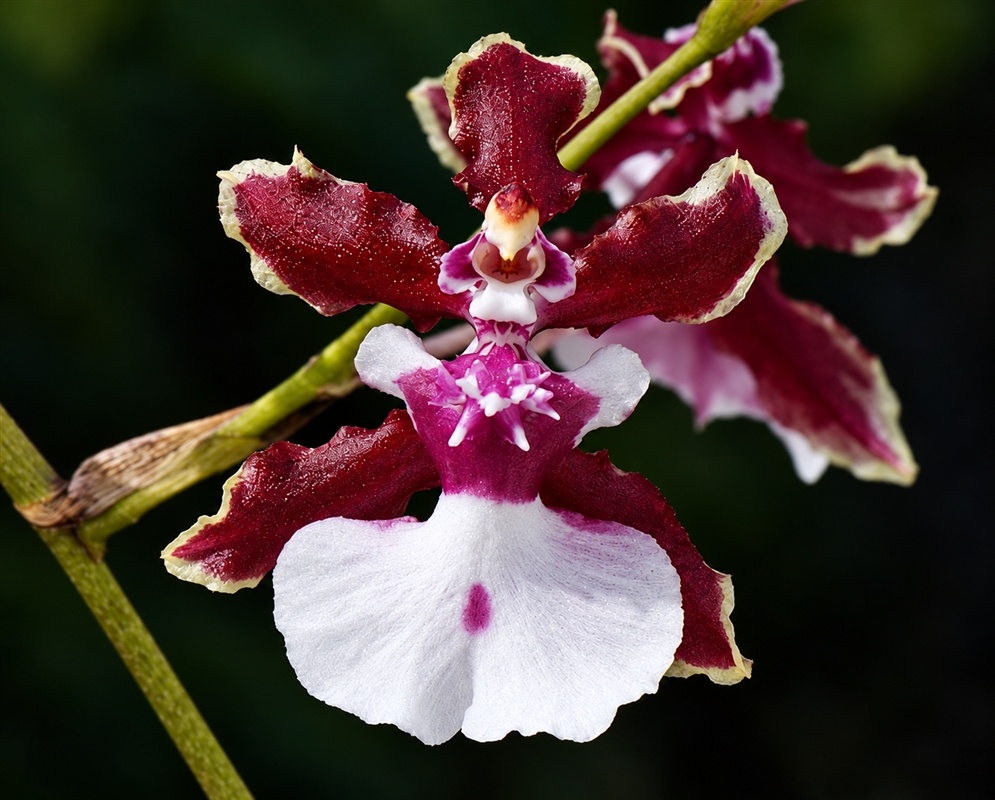 Oncidium Sharry Baby Flower Details Oncidium Sharry Baby has a burgundy orchid with white lip