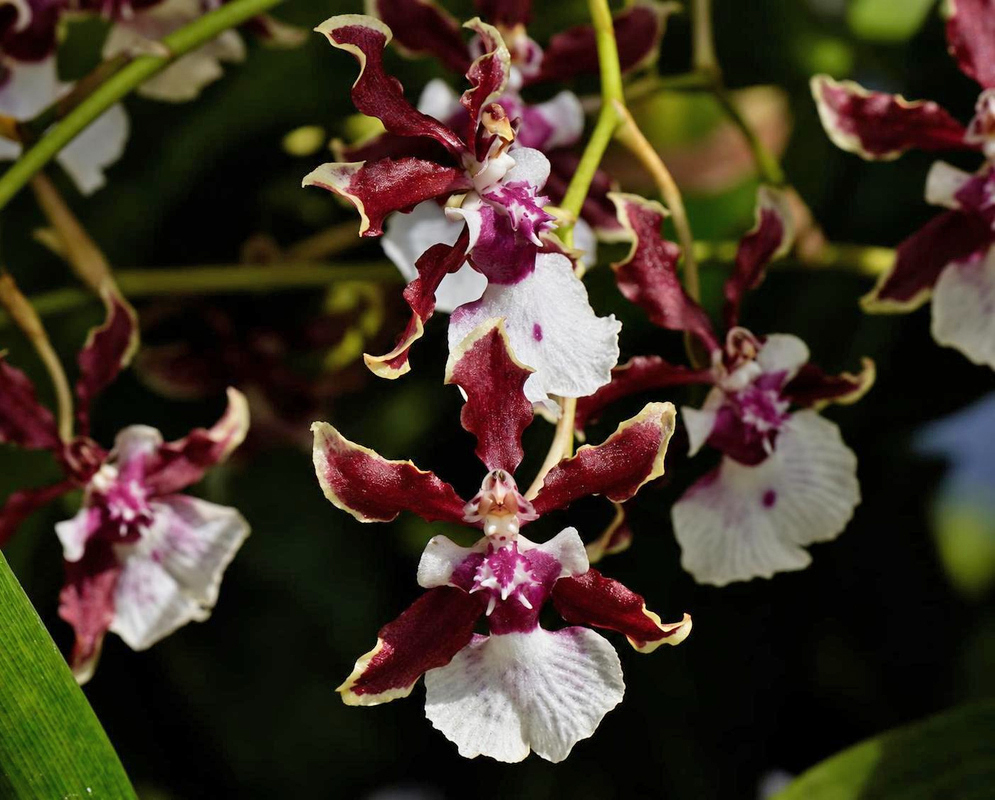 Oncidium Sharry Baby Flower Details Oncidium Sharry Baby has burgundy orchids with white lips