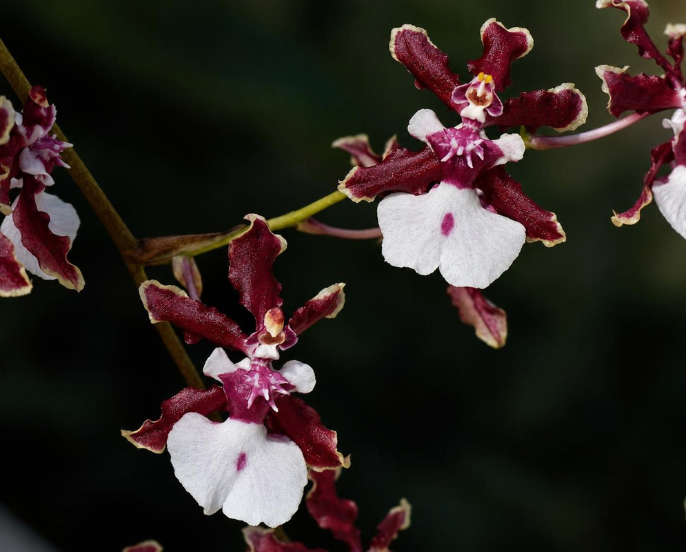 Oncidium Sharry Baby Flower Details Oncidium Sharry Baby has a burgundy white orchid pair
