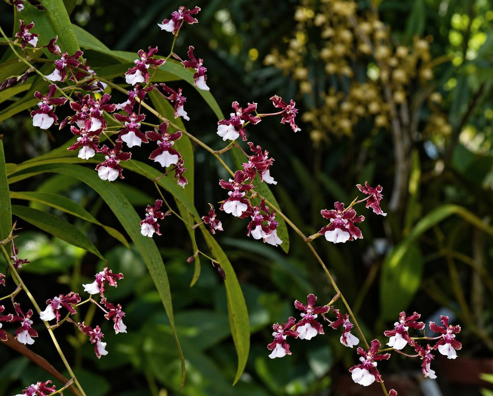 Oncidium Sharry Baby Flower Details Oncidium Sharry Baby has burgundy white orchid sprays