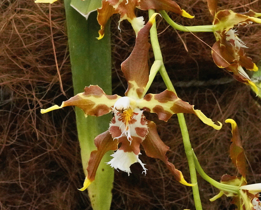 Oncidium luteopurpureum close flower