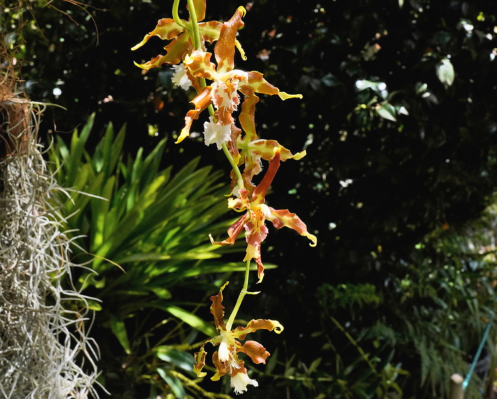Oncidium luteopurpureum Flowering Spike Oncidium luteopurpureum flowering spike