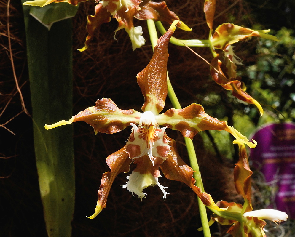 Oncidium luteopurpureum Flowers Oncidium luteopurpureum flowers