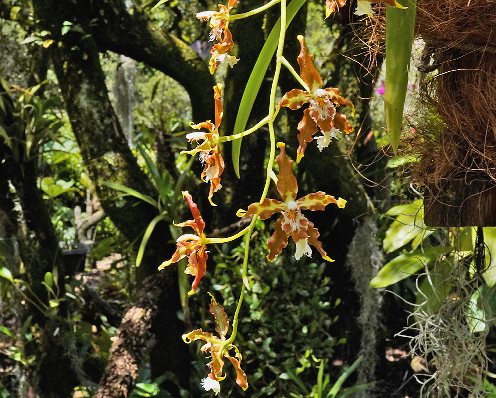 Oncidium luteopurpureum Hanging Inflorescence Oncidium luteopurpureum hanging inflorescence