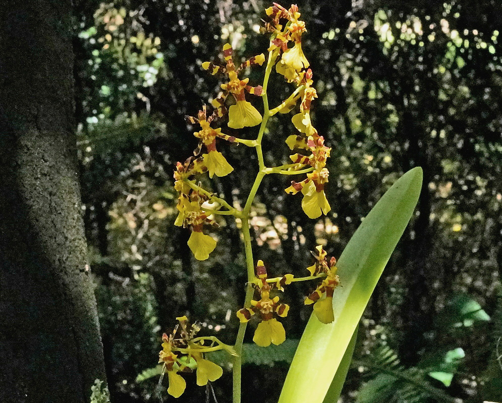Oncidium obryzatum plant habit and foliage